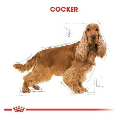 2. görsel