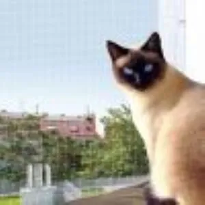 2. görsel