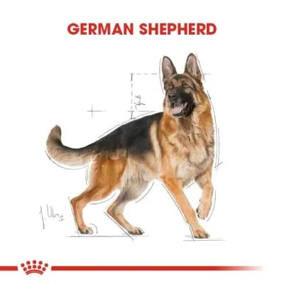 4. görsel