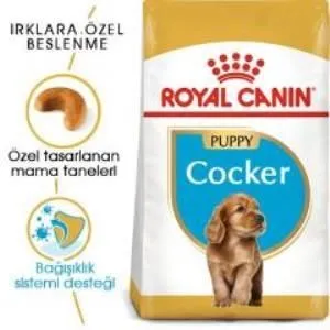 2. görsel