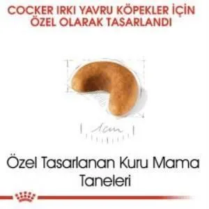 3. görsel