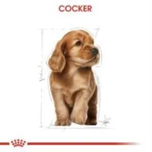 4. görsel