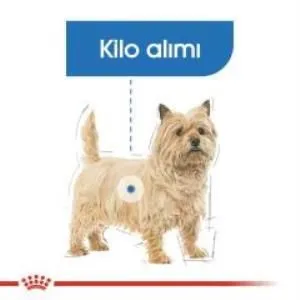 4. görsel