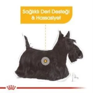4. görsel