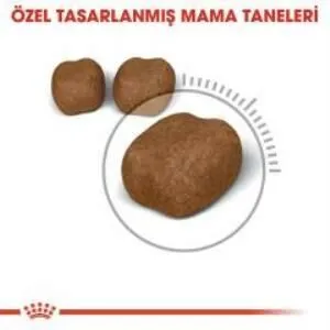 2. görsel