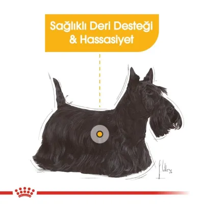 4. görsel
